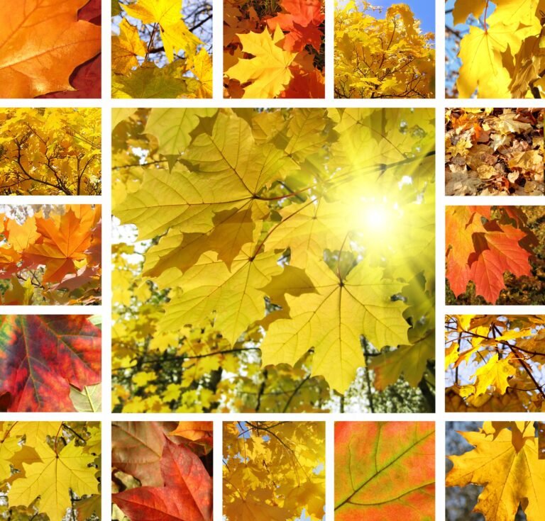 Autumn collage