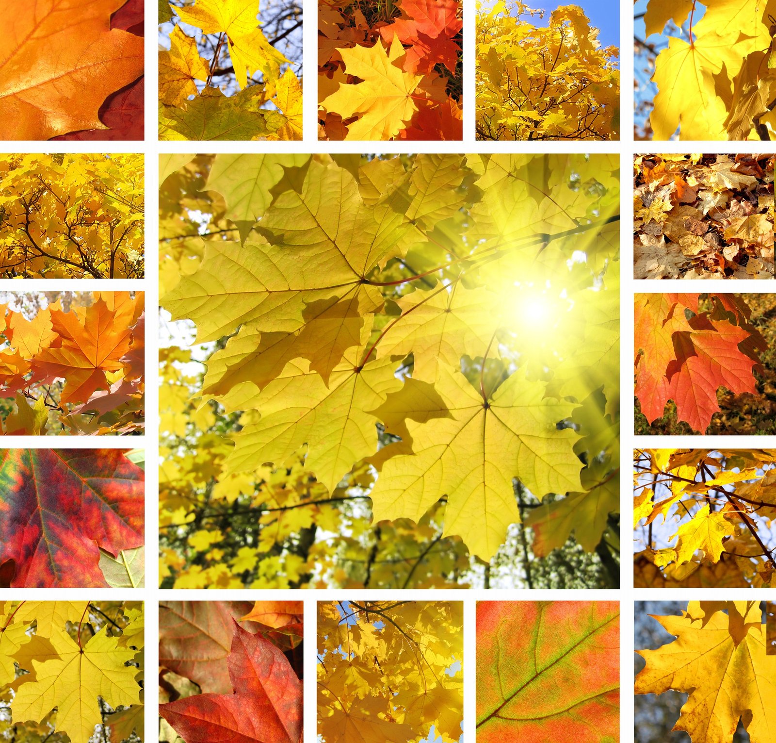 Autumn collage